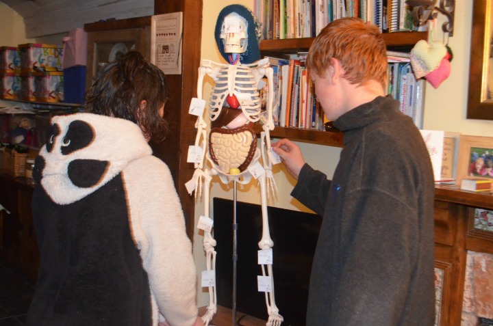 anatomy, physiology, bones 4