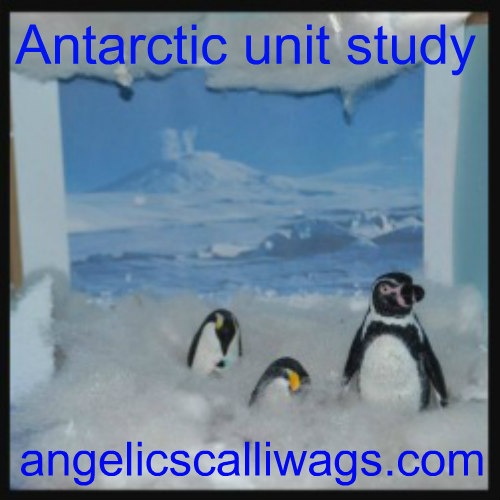 antarctic-button